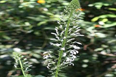 Lobelia nicotianifolia